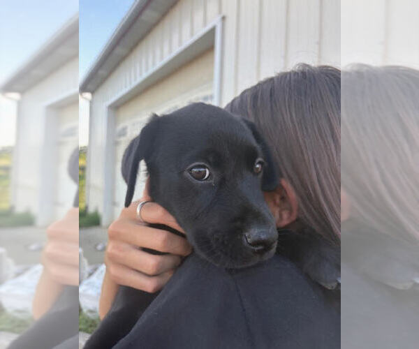 Medium Photo #2 Labrador Retriever Puppy For Sale in FINCASTLE, VA, USA
