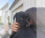 Small #1 Labrador Retriever