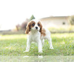 Puppy 10 Cavalier King Charles Spaniel