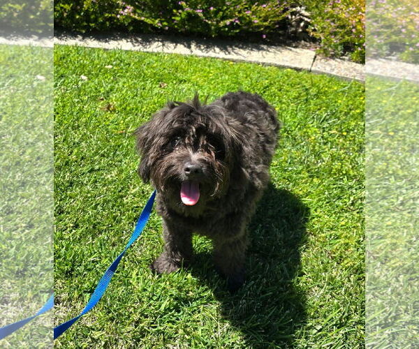 Medium Photo #3 ShiChi Puppy For Sale in Modesto, CA, USA