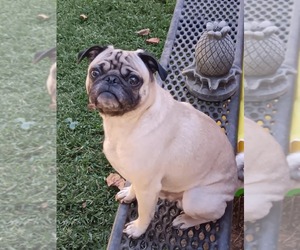 Mother of the Pug puppies born on 06/25/2025