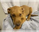 Small Vizsla Mix