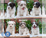 Image preview for Ad Listing. Nickname: Litter of 6