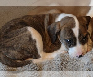 Bogle Dogs for adoption in Mechanicsburg, PA, USA