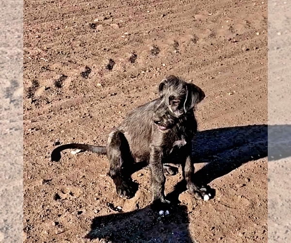 Medium Photo #9 Irish Wolfhound Puppy For Sale in MATHIS, TX, USA