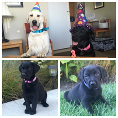 Labrador Retriever Puppy for sale in WOODBURN, OR, USA