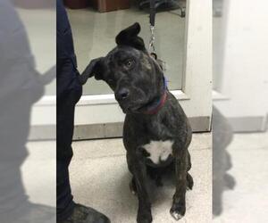 American Pit Bull Terrier Dogs for adoption in Riverside, CA, USA