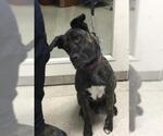 Small American Pit Bull Terrier