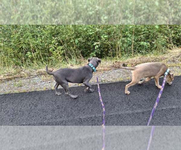 Medium Photo #15 American Pit Bull Terrier-Unknown Mix Puppy For Sale in Sebec, ME, USA