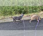 Small #14 American Pit Bull Terrier Mix