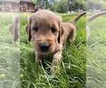 Small #6 Golden Retriever