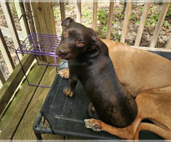 Medium Photo #25 Mutt Puppy For Sale in Candler, NC, USA