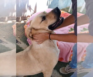 Amarilla - Female Mutt Dog for Adoption - Photo #13