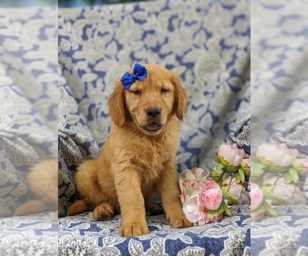 Medium Photo #4 Golden Retriever Puppy For Sale in NARVON, PA, USA