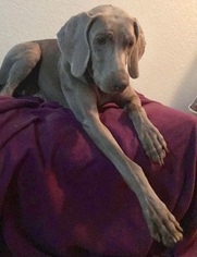 Mother of the Weimaraner puppies born on 02/28/2018