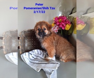 Shiranian Puppy for sale in SHIPSHEWANA, IN, USA