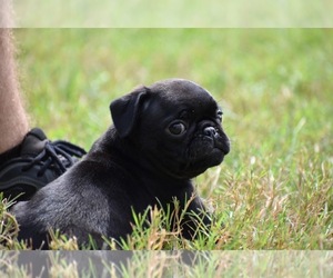 Pug Puppy for Sale in PALM COAST, Florida USA