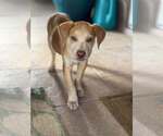 Small Photo #8 Golden Labrador Puppy For Sale in Cave Creek, AZ, USA