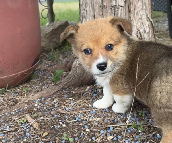 Medium Photo #28 Pembroke Welsh Corgi Puppy For Sale in MIDLOTHIAN, TX, USA