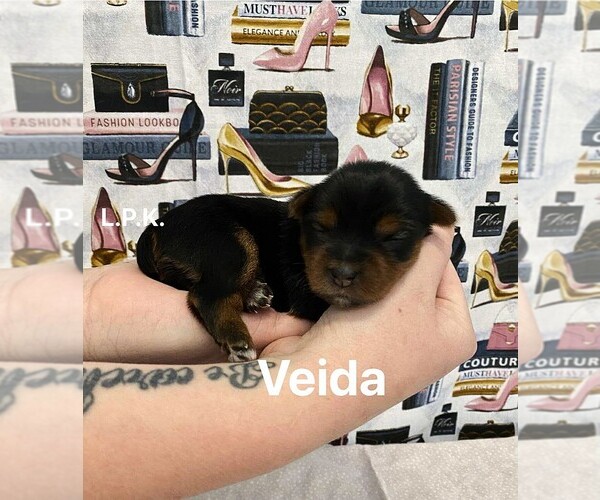 Medium Photo #1 Yorkshire Terrier Puppy For Sale in WINNSBORO, LA, USA