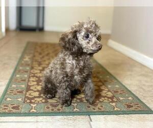 Poodle (Toy) Puppy for sale in TUCSON, AZ, USA