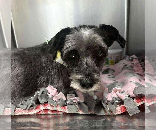 Medium Photo #12 Mutt Puppy For Sale in Boonton, NJ, USA