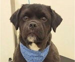Small #2 Shih Tzu-Spaniel Mix
