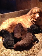 Mother of the Aussie-Poo puppies born on 09/29/2017