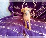 Puppy Simon Miniature Pinscher