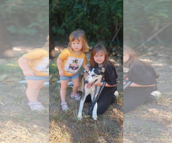 Medium Photo #1 Siberian Husky-Unknown Mix Puppy For Sale in The Woodlands, TX, USA