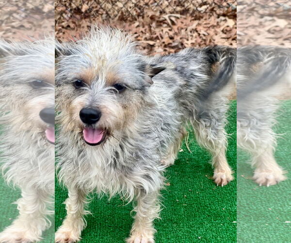 Medium Photo #2 Mutt Puppy For Sale in Lakemont, GA, USA