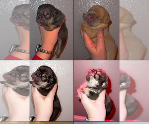 French Bulldog Puppy for sale in DOS PALOS, CA, USA