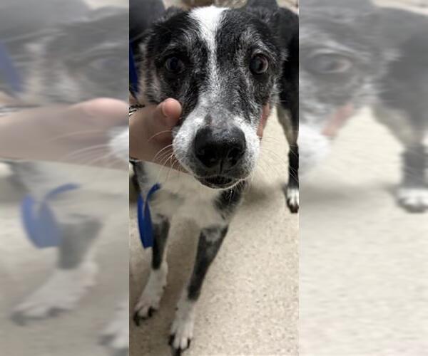 Medium Photo #1 Border Collie Puppy For Sale in Bakersfield, CA, USA