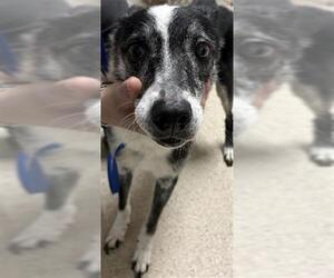 Border Collie Dogs for adoption in Bakersfield, CA, USA
