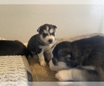 Small Photo #10 Siberian Husky Puppy For Sale in TUCSON, AZ, USA