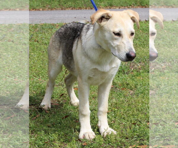 Medium Photo #2 Gerberian Shepsky Puppy For Sale in Prattville, AL, USA