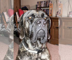 Father of the Mastiff puppies born on 07/17/2025