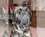 Small Photo #1 Mastiff Puppy For Sale in MITCHELL, NE, USA