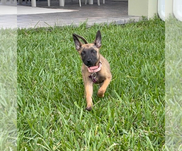Medium Photo #2 Mutt Puppy For Sale in Imlay City, MI, USA