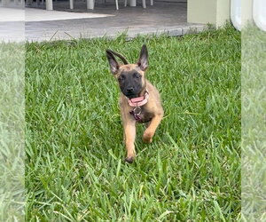Disney Dogs - Perdita - Located in FL - Female Mutt Dog for Adoption - Photo #2