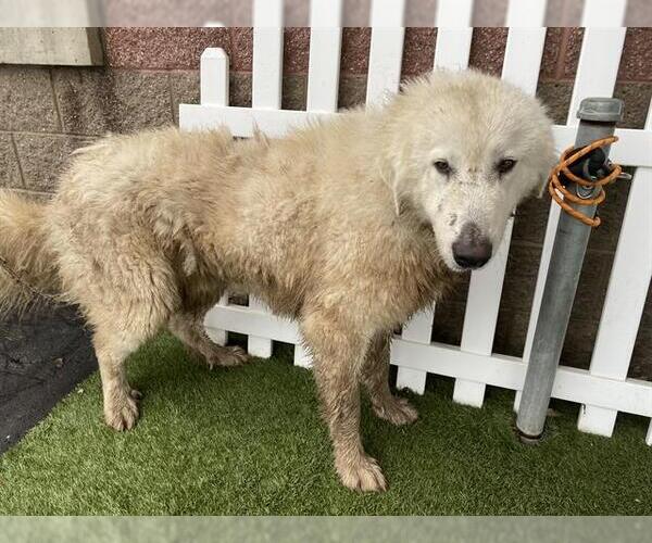 Medium Photo #1 Great Pyrenees Puppy For Sale in Modesto, CA, USA
