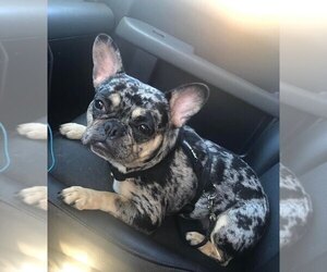 French Bulldog Dog for Adoption in CARTERSVILLE, Georgia USA