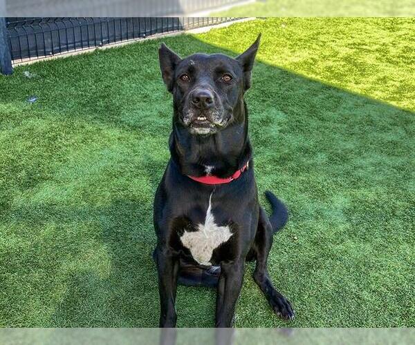 Medium Photo #4 German Shepherd Dog Puppy For Sale in Orange, CA, USA