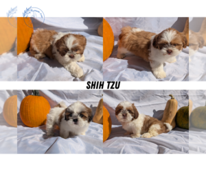 Shih Tzu Litter for sale in GOSHEN, IN, USA