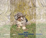 Puppy Bently Bernedoodle (Miniature)