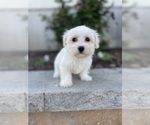 Small #3 Coton de Tulear-Poodle (Toy) Mix