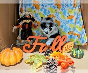 Alaskan Klee Kai-Pomeranian Mix Puppy for sale in KILLEEN, TX, USA