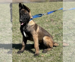 Belgian Malinois Puppy for sale in ELLERBE, NC, USA