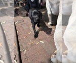 Small Photo #5 German Shorthaired Lab Puppy For Sale in TACOMA, WA, USA