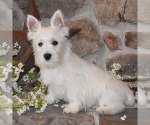 West Highland White Terrier Puppy for Sale in ROMNEY, West Virginia USA